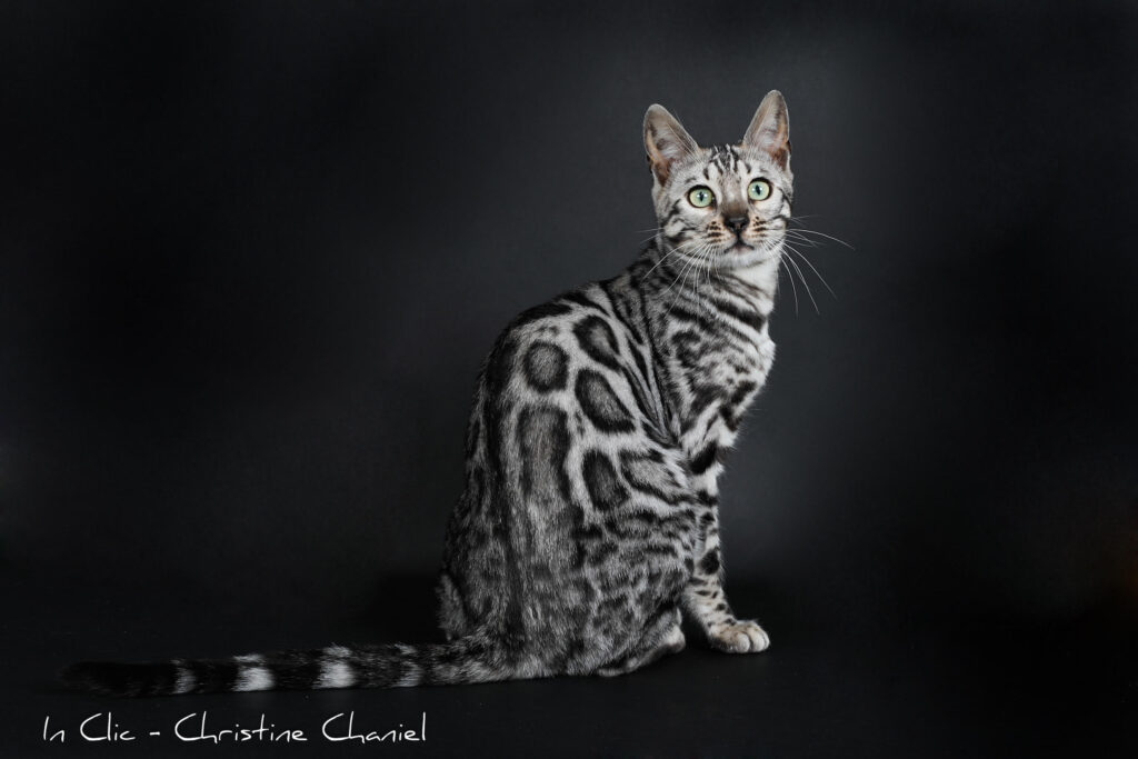 bengal